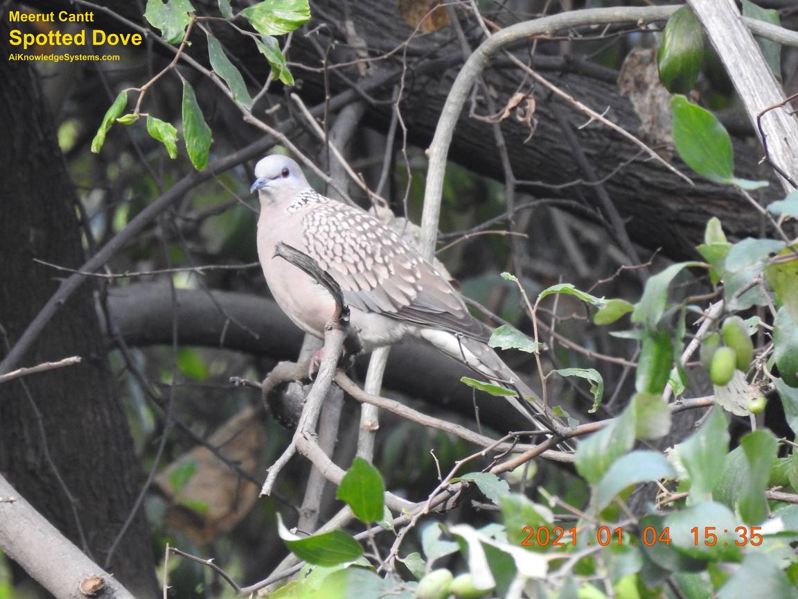 Dove Spotted (51) Coming Soon